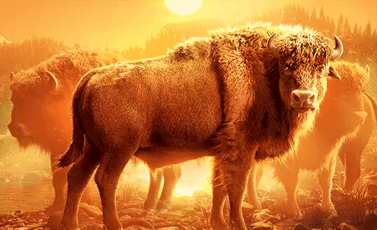 Buffalo Win